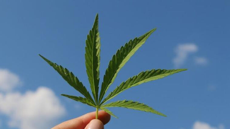 Mild Mary Jane: Top Strains for Cannabis Microdosing