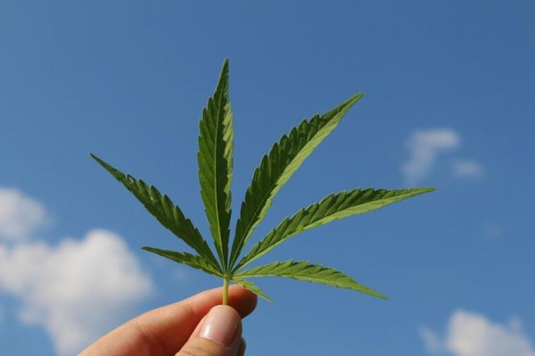 Mild Mary Jane: Top Strains for Cannabis Microdosing