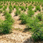 The Green Dilemma: Cannabis Farming’s Ecological Footprint