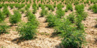 The Green Dilemma: Cannabis Farming’s Ecological Footprint