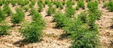 The Green Dilemma: Cannabis Farming’s Ecological Footprint