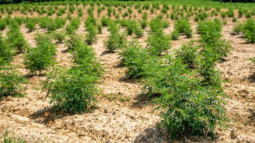 The Green Dilemma: Cannabis Farming’s Ecological Footprint