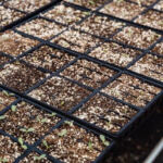 Finding Your Perfect Grow Medium for Cannabis