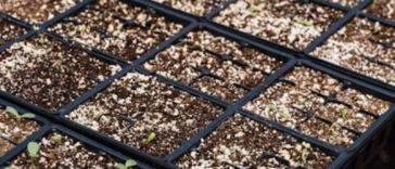Finding Your Perfect Grow Medium for Cannabis