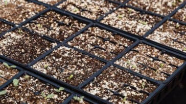 Finding Your Perfect Grow Medium for Cannabis