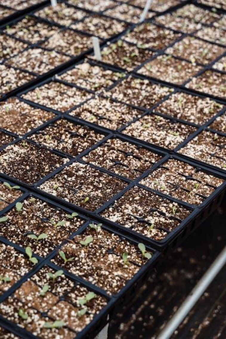 Finding Your Perfect Grow Medium for Cannabis