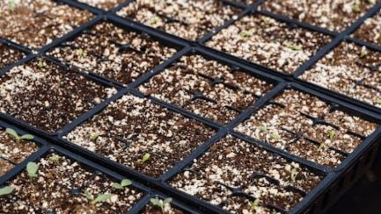Finding Your Perfect Grow Medium for Cannabis
