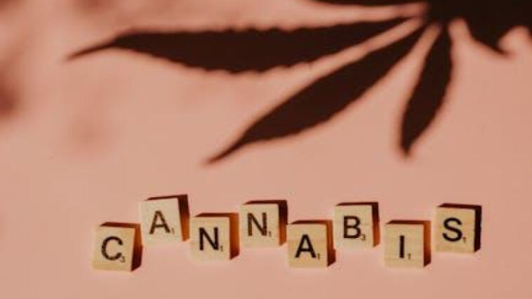 Breaking Barriers: The Evolution of Diverse Cannabis Entrepreneurs