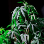Finding Freedom: The Healing Power of Cannabis for PTSD