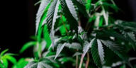 Finding Freedom: The Healing Power of Cannabis for PTSD