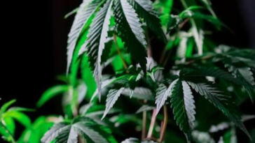Finding Freedom: The Healing Power of Cannabis for PTSD