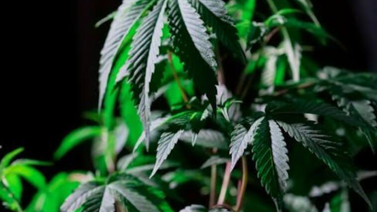 Finding Freedom: The Healing Power of Cannabis for PTSD