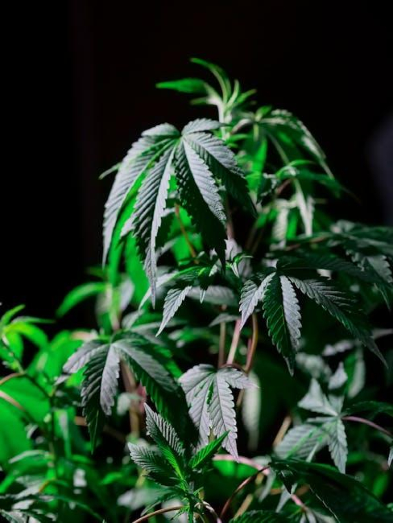 Finding Freedom: The Healing Power of Cannabis for PTSD