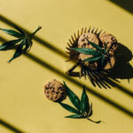 Cannabis-Infused Chocolates: A Delicious DIY Treat