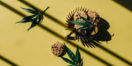 Cannabis-Infused Chocolates: A Delicious DIY Treat