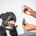 Paws and Relax: The Soothing Benefits of CBD for Anxious Pets