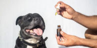 Paws and Relax: The Soothing Benefits of CBD for Anxious Pets