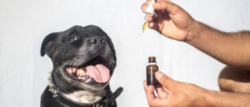 Paws and Relax: The Soothing Benefits of CBD for Anxious Pets