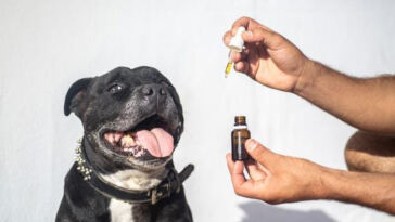 Paws and Relax: The Soothing Benefits of CBD for Anxious Pets
