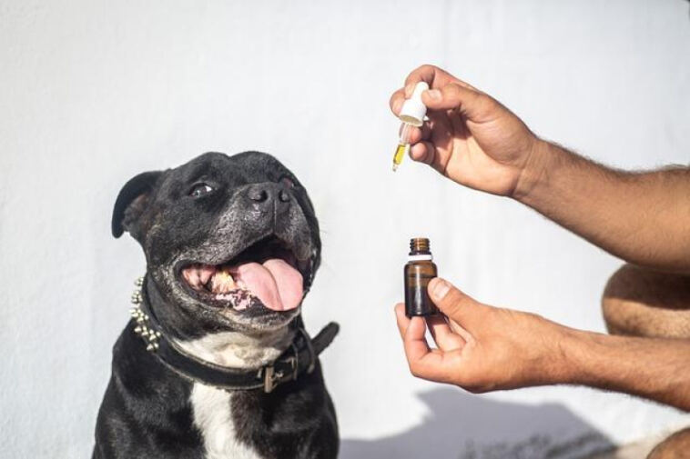 Paws and Relax: The Soothing Benefits of CBD for Anxious Pets