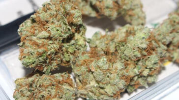 Blissful Buds: The Best Indica Strains for Unwinding