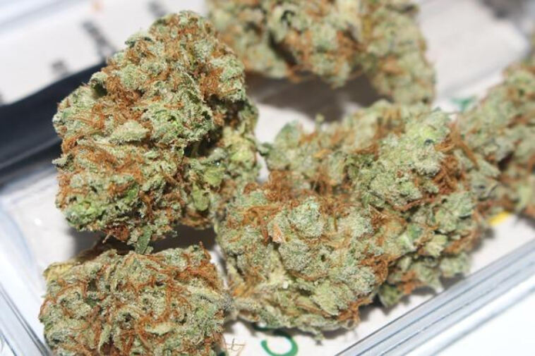 Blissful Buds: The Best Indica Strains for Unwinding