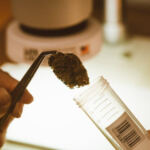 DIY Guide: Crafting Cannabis Concentrates