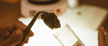 DIY Guide: Crafting Cannabis Concentrates