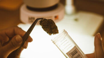 DIY Guide: Crafting Cannabis Concentrates