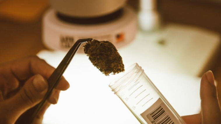 DIY Guide: Crafting Cannabis Concentrates