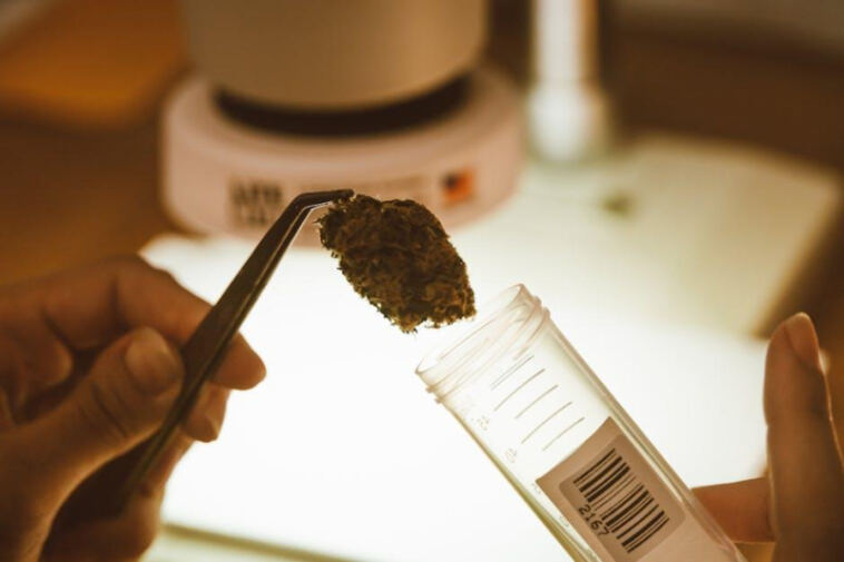 DIY Guide: Crafting Cannabis Concentrates