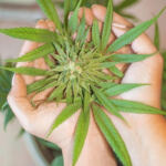 High Inspiration: Creative Minds Influenced by Cannabis