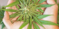 High Inspiration: Creative Minds Influenced by Cannabis