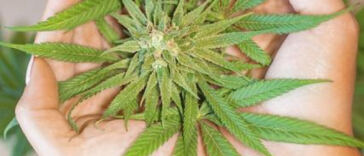 High Inspiration: Creative Minds Influenced by Cannabis