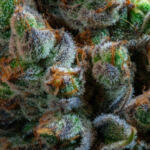 CBD: The Game-Changer in Wellness