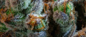 CBD: The Game-Changer in Wellness