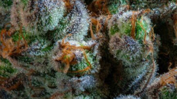 CBD: The Game-Changer in Wellness