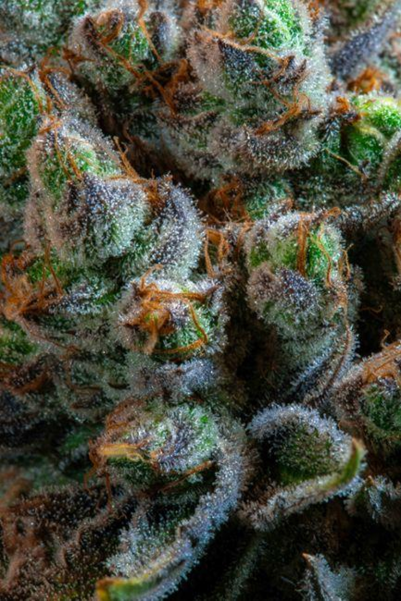 CBD: The Game-Changer in Wellness