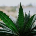 Cultivating Cannabinoids: Exploring THC and CBD Infusion Methods