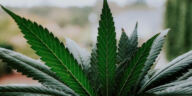 Cultivating Cannabinoids: Exploring THC and CBD Infusion Methods