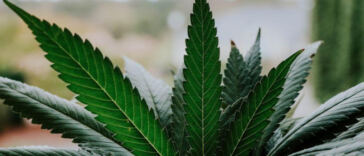 Cultivating Cannabinoids: Exploring THC and CBD Infusion Methods