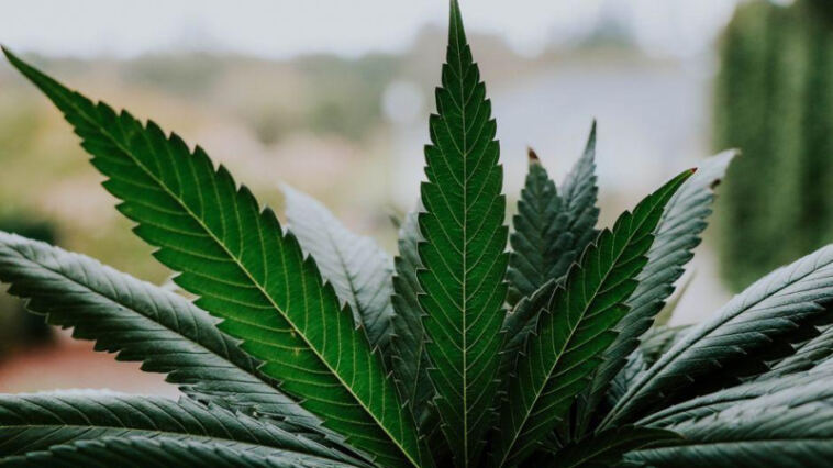 Cultivating Cannabinoids: Exploring THC and CBD Infusion Methods
