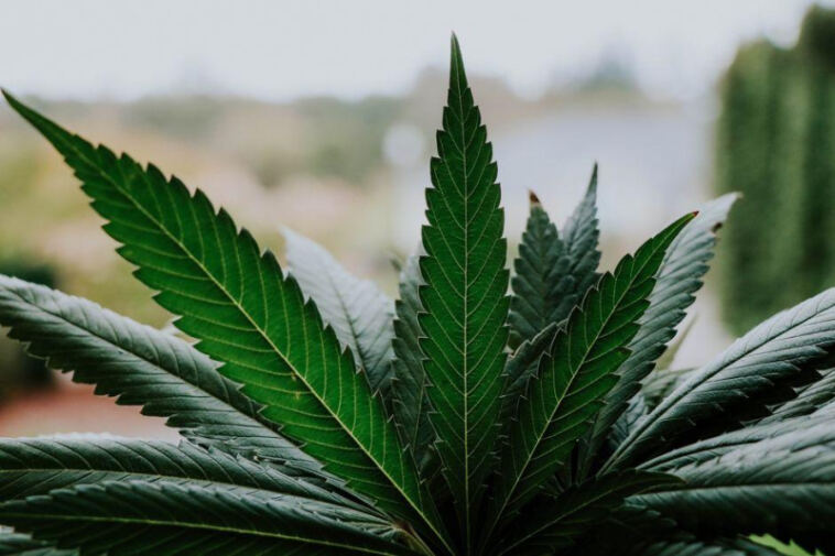 Cultivating Cannabinoids: Exploring THC and CBD Infusion Methods