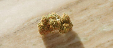 Exploring Gentle Cannabis: Low-THC Strains for Novices