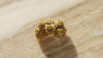 Exploring Gentle Cannabis: Low-THC Strains for Novices