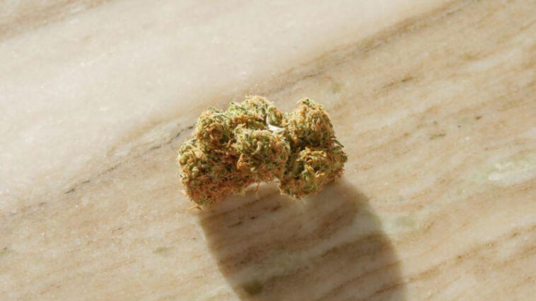 Exploring Gentle Cannabis: Low-THC Strains for Novices