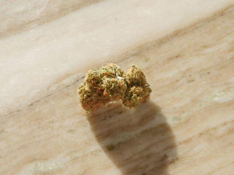 Exploring Gentle Cannabis: Low-THC Strains for Novices