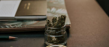 Greening the Classroom: Exploring Cannabis in Education