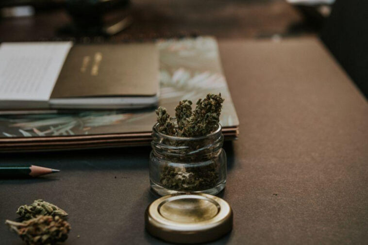 Greening the Classroom: Exploring Cannabis in Education