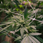 Green Growing: Sustainable Tips for Cultivating Cannabis